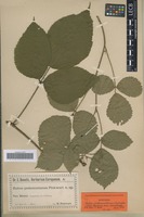 Syntype of Rubus pedemontanus Pinkw. ex Utsch [family ROSACEAE]