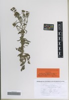 Syntype of Centaurea debeauxii Gren. & Godr. [family ASTERACEAE]