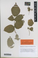 Isotype of Rubus idaeus L. variety echinatus G. Braun [family ROSACEAE]