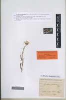 Syntype of Pyrethrum pulchellum Turcz. ex DC. [family ASTERACEAE]