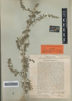 Syntype of Suaeda turkestanica Litv. [family CHENOPODIACEAE]