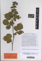 Syntype of Rubus leptothyrsos G. Braun [family ROSACEAE]