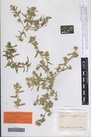 Syntype of Corispermum crassifolium Turcz. [family CHENOPODIACEAE]