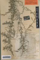 Syntype of Suaeda turkestanica Litv. [family CHENOPODIACEAE]