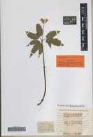 Isotype of Dentaria glandulosa Waldst. & Kit. [family BRASSICACEAE]