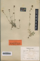 Syntype of Gypsophila cephalotes (Schrenk) F. N. Williams variety colorata Kom. [family CARYOPHYLLACEAE]