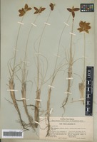Isotype of Carex physodes M. Bieb. forma elliptica Litv. [family CYPERACEAE]