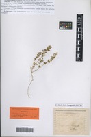 Syntype of Horaninovia minor Schrenk [family CHENOPODIACEAE]