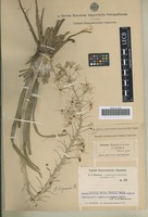 Syntype of Eremurus baissunensis O. Fedtsch. [family ASPHODELACEAE]