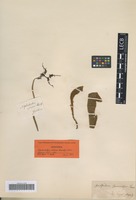 Syntype of Niphobolus varius Kaulf. [family POLYPODIACEAE]