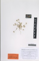 Isotype of Gomphrena pringlei J. M. Coult. & Fisher [family AMARANTHACEAE]
