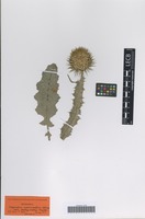 Syntype of Onopordum macracanthum Schousb. [family ASTERACEAE]