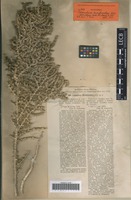 Isotype of Cornulaca korshinskyi Litv. [family CHENOPODIACEAE]