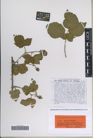 Isolectotype of Rubus plicatus Weihe & Nees variety latifolius G. Braun [family ROSACEAE]