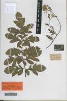 Isotype of Centaurea dealbata Willd. [family ASTERACEAE]