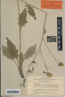 Isotype of Hieracium divisum Jord. subspecies subpollichiae Litv. & Zahn [family ASTERACEAE]