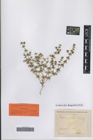Type? of Horaninovia minor Schrenk [family CHENOPODIACEAE]