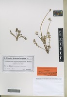 Syntype of Taraxacum erythrospermum Andrz. ex Besser variety latisectum Wiesb. [family ASTERACEAE]