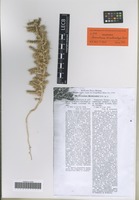 Isotype of Cornulaca korshinskyi Litv. [family CHENOPODIACEAE]