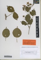 Isotype of Rubus bertramii G. Braun [family ROSACEAE]