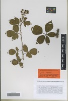 Isotype of Rubus winteri (P. J. Müll. ex Focke) Foerster variety parvulus G. Braun [family ROSACEAE]