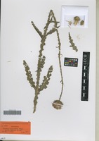 Type? of Carduus hamulosus Ehrh. [family ASTERACEAE]