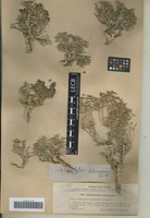 Isotype of Arthrophytum pulvinatum Litv. [family CHENOPODIACEAE]