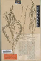 Isotype of Suaeda lipskii Litv. [family CHENOPODIACEAE]