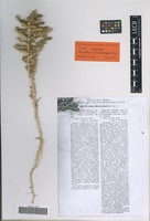 Isotype of Cornulaca korshinskyi Litv. [family CHENOPODIACEAE]