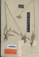 Syntype of Helichrysum maritimum D. Don ex G. Don variety microphyllum DC. [family ASTERACEAE]