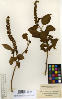 Isosyntype of Phytolacca abyssinica Hoffm. var. latifolia A.Rich. [family PHYTOLACCACEAE]