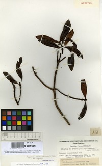 Isosyntype of Rapanea comorensis Mez [family MYRSINACEAE]