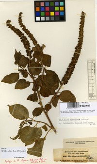Isosyntype of Phytolacca abyssinica Hoffm. var. latifolia A.Rich. [family PHYTOLACCACEAE]