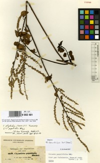 Type of Celosia populifolia Moq. [family AMARANTHACEAE]