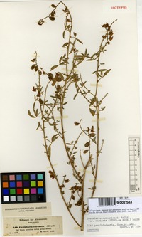 Crotalaria senegalensis in Global Plants on JSTOR