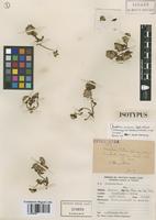 Isotype of Gomphrena potosiana Suess. & Benl [family AMARANTHACEAE]
