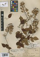 Type of Serjania meridionalis Cambess. var. borsiniae F.A. Barkley [family SAPINDACEAE]