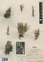 Type of Isoetes alcalophila S. Halloy [family ISOETACEAE]