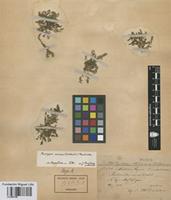 Rorippa nana (Schltdl.) J.F. Macbr. [family BRASSICACEAE]