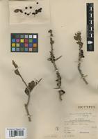 Isotype of Schinus marchandii F.A. Barkley [family ANACARDIACEAE]
