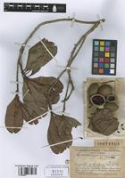 Isotype of Wallacea riparia Gleason & A.C. Sm. [family OCHNACEAE]