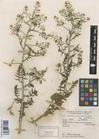 Rorippa palustris (L.) Besser [family BRASSICACEAE]