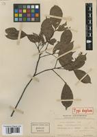 Isotype of Talisia microphylla Uittien [family SAPINDACEAE]