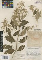 Isotype of Iresine cardenasii Standl. [family AMARANTHACEAE]