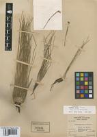 Isotype of Isoetes pacifica Svenson [family ISOETACEAE]