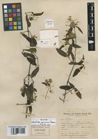Holotype of Hebanthodes peruviana Pedersen [family AMARANTHACEAE]