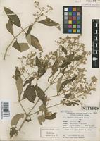 Isotype of Iresine cardenasii Standl. [family AMARANTHACEAE]