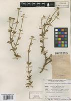 Isotype of Gomphrena cardenasii Standl. ex E. Holzh. [family AMARANTHACEAE]