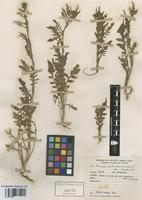 Rorippa palustris (L.) Besser [family BRASSICACEAE]