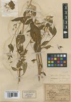 Type of Alternanthera tucumana Lillo [family AMARANTHACEAE]